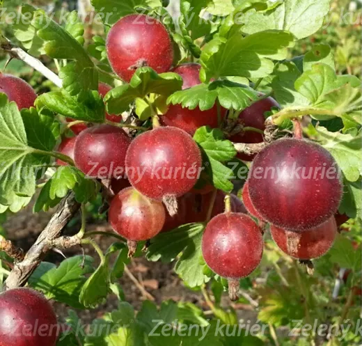 Egreš - Hinonmaki Red