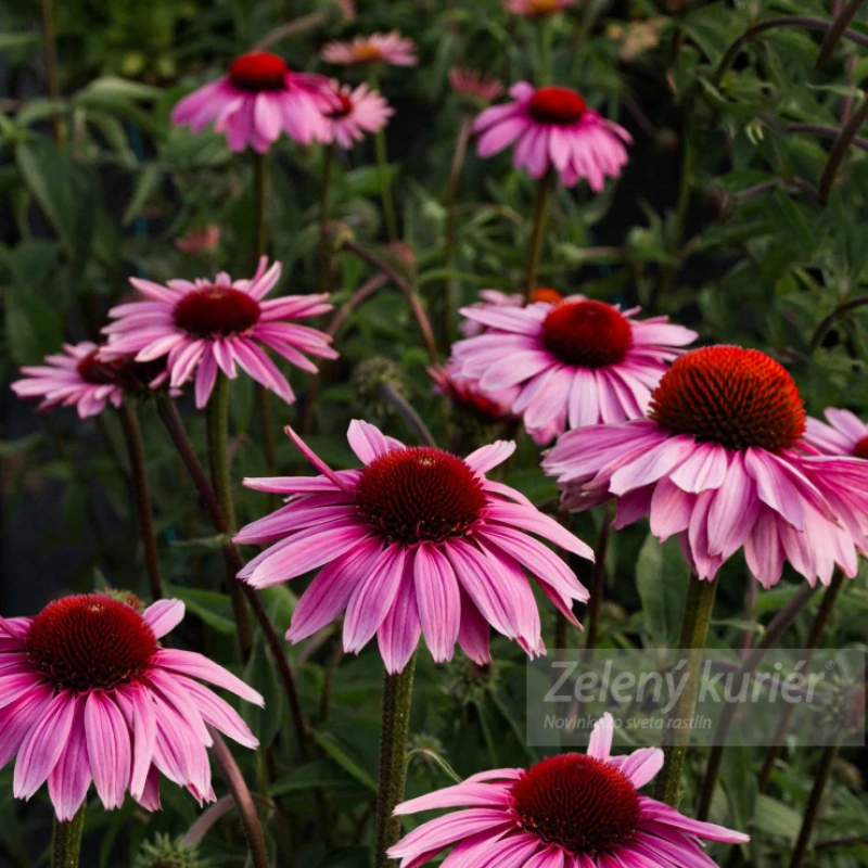 Echinacea purpurea ´Primadonna Deep Rose´ružová, 90 cm, 1L