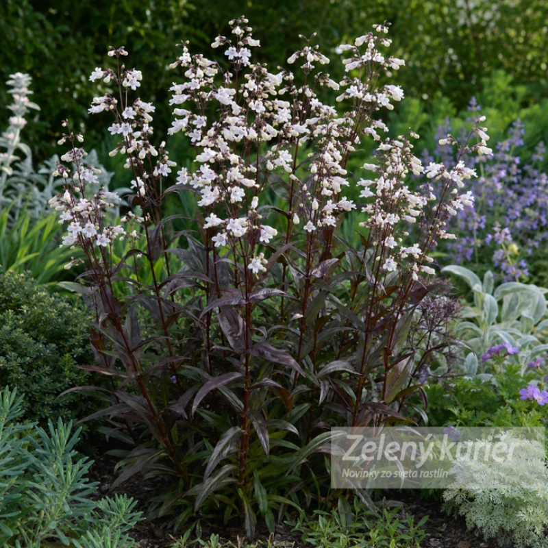 Penstemon digitalis ´Husker Red´, K9