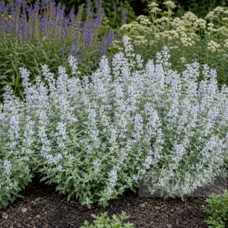 Nepeta x faassenii ´Gletschereis´biela, 30 cm, K9