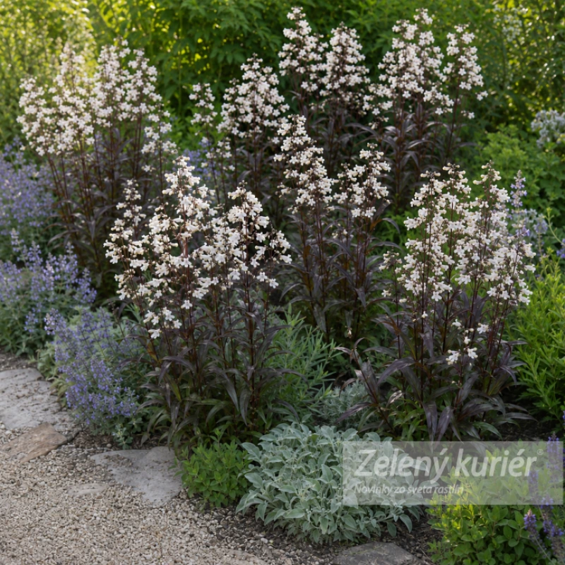 Penstemon digitalis ´Husker Red´, K9 1