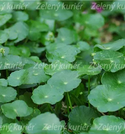 Centella asiatica – Gotu Kola