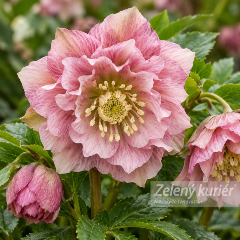 Čemerica, Helleborus Double ellen pink