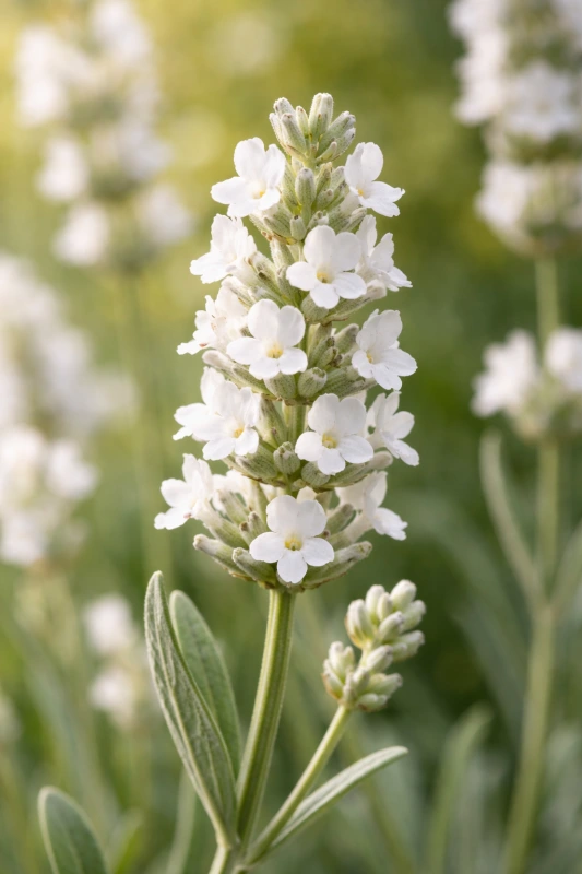 Levanduľa lekárska biela [K-④]