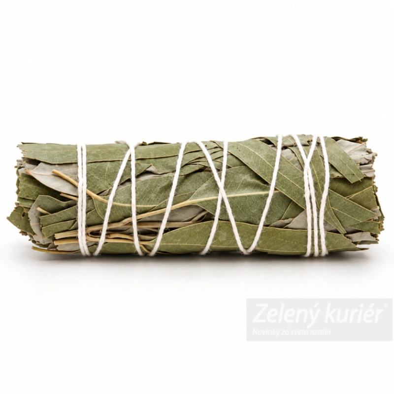 Biela šalvia & eukalyptus – vykurovací zväzok 10 cm