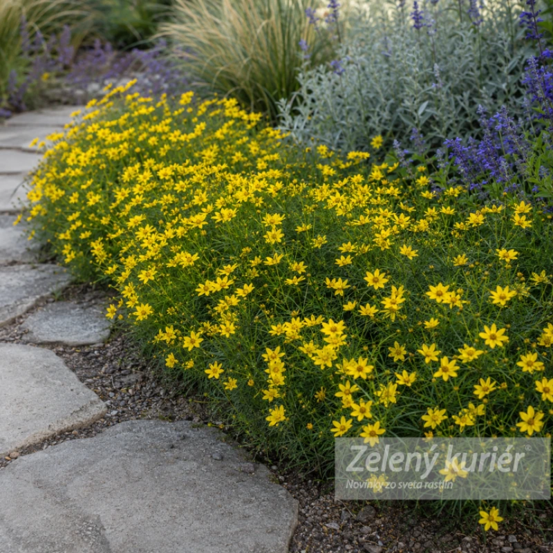 Coreopsis verticillata ´Zagreb´, K9 , 30 cm 1