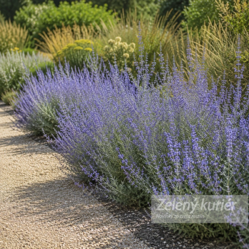 Perovskia atriplicifolia ´Blue Spire´, 1L, 90 cm 1