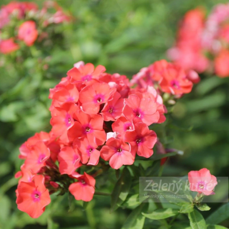 Phlox paniculata ´Orange Perfection´, 1L , 50 cm