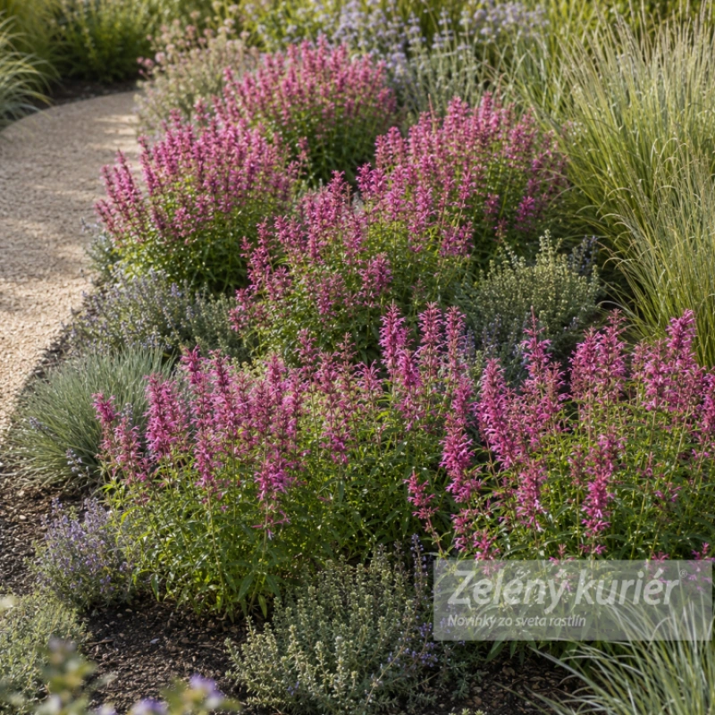 Agastache rupestre ´Rosie Posie´, 1L 1