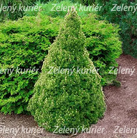 Smrek kužeľový - Picea glauca , Conica,