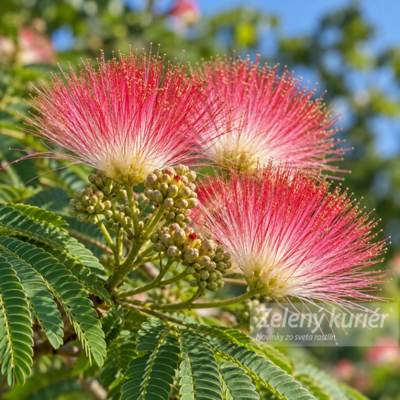 Albizia tmavo ružová - záhradná mimóza až do - 25°C, [K-④]