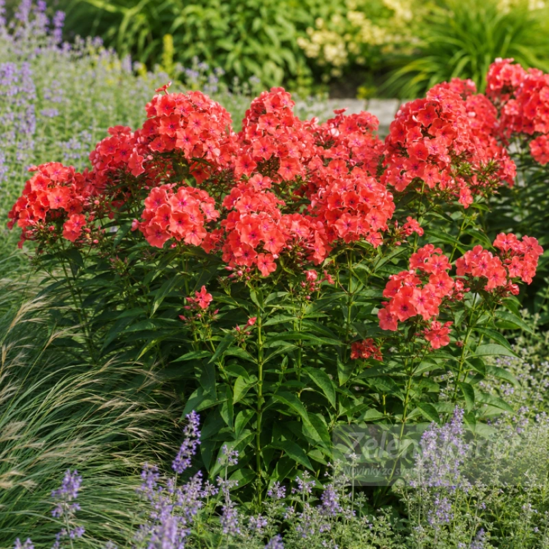 Phlox paniculata ´Orange Perfection´, 1L , 50 cm 1