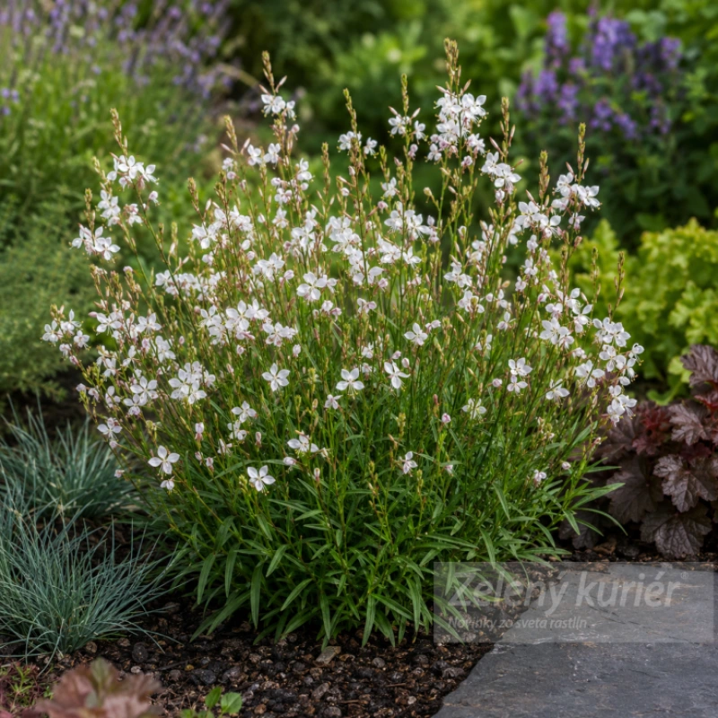 Gaura lindheimeri ´Snowstorm´, biela, 1L, 40 cm