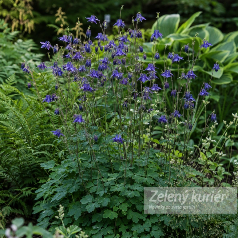 Aquilegia vulgaris, 1L, 75 cm