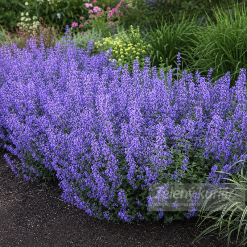 Nepeta x faassenii ´Purrsian Blue´modrá, 40 cm, K9