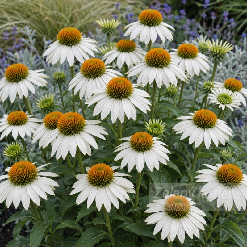 Echinacea purpurea ´Primadonna White´biela, 80 cm, 1L 1