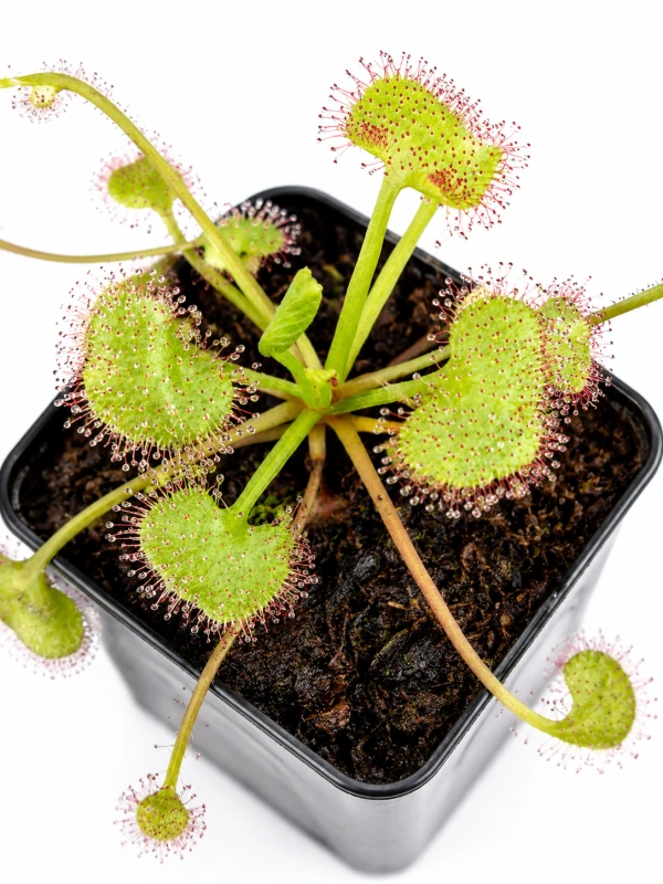 Rosička živorodá (Drosera prolifera)