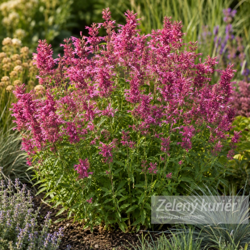 Agastache rupestre ´Rosie Posie´, 1L