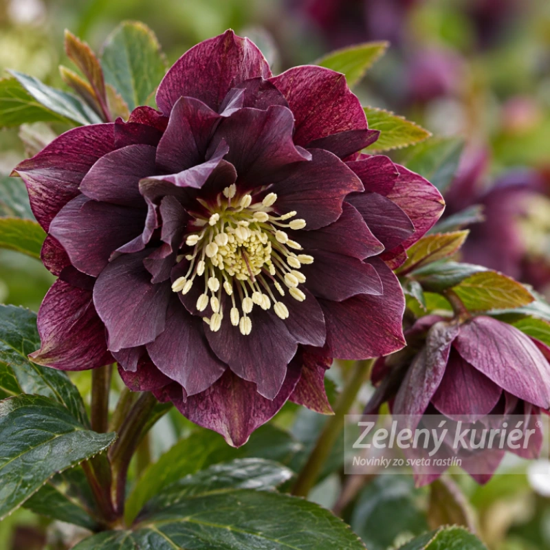 Čemerica, helleborus double ellen purple