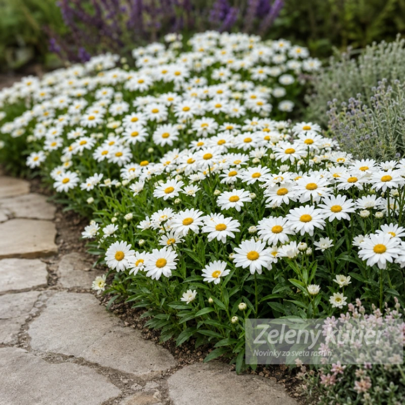 Leucanthemum x superbum ´Sweet Daisy Christine´, 1L, 30 cm 1