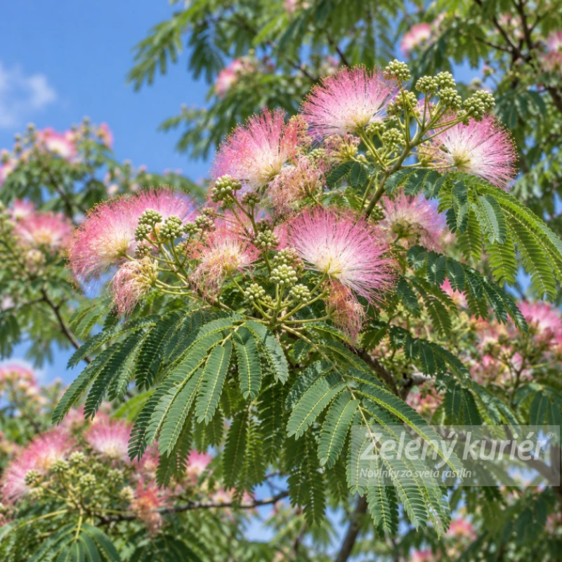Albizia julibrissin – Záhradná mimóza 1