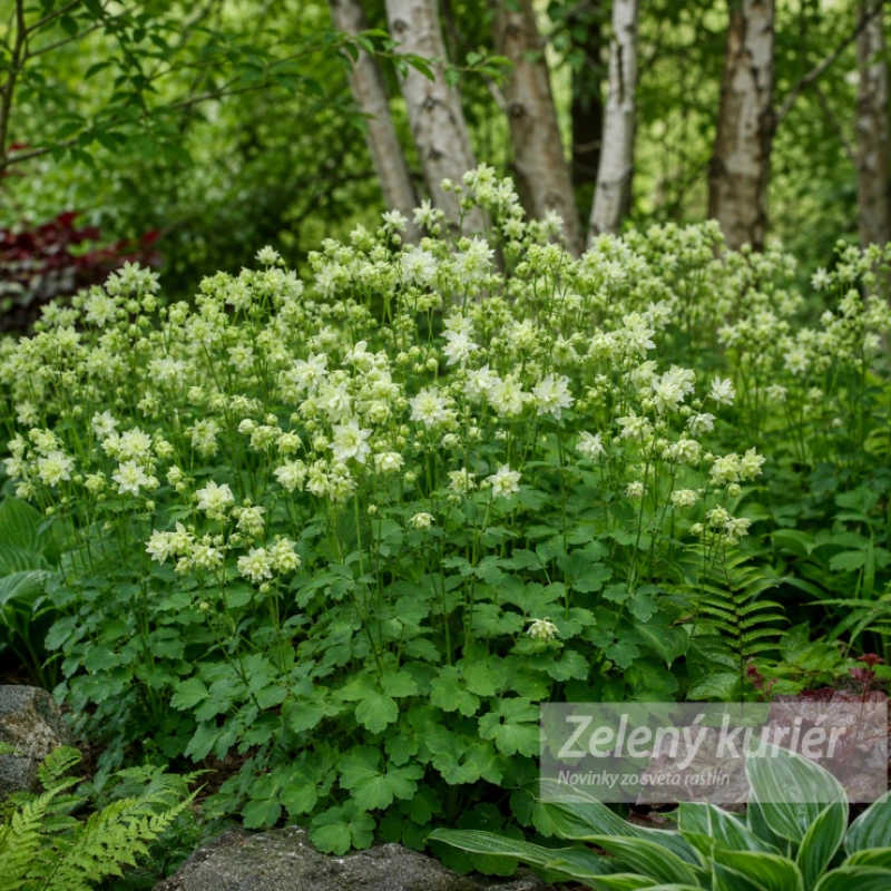 Aquilegia vulgaris ´Green Apples´, 1L , 60 cm 1