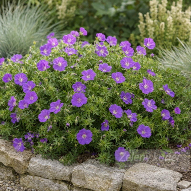 Geranium sanguineum, fialový kvet, K9 , 40 cm
