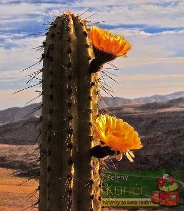 Citrónový kaktus - Sancayo