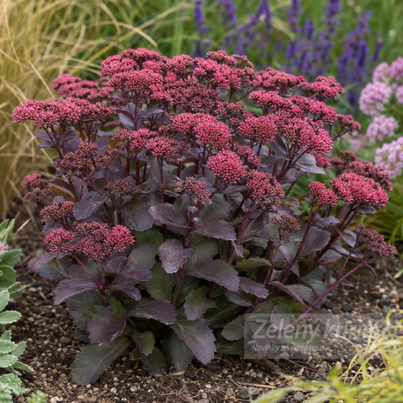 Sedum telephium ´Oriental Dancer´, 1L, 40 cm