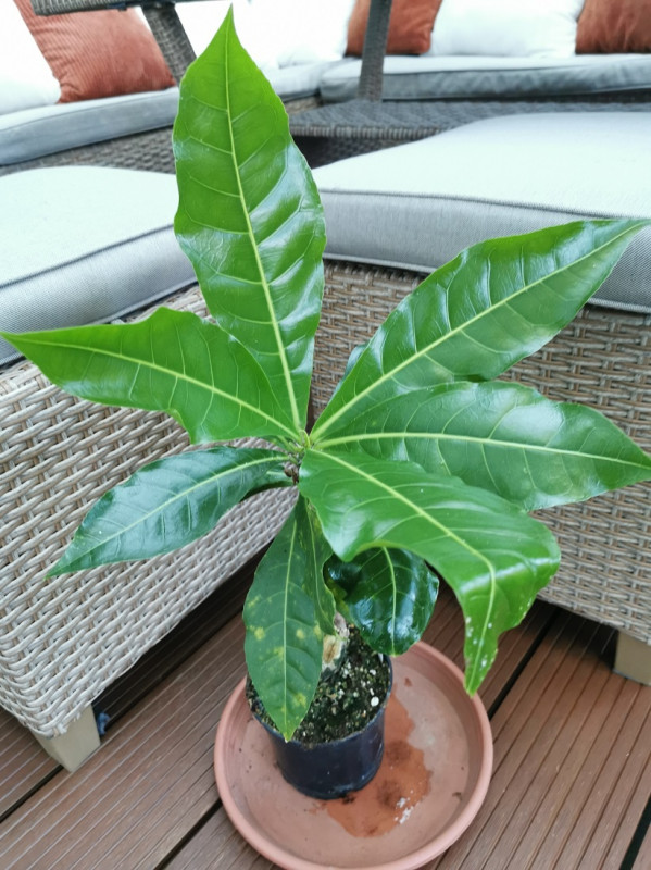 Tahitský orech [K-④]
