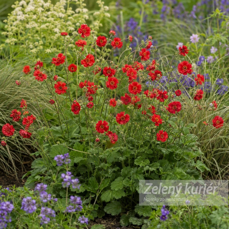 Geum chiloense ´Mrs. J. Bradshaw´ (Feuerball), 1L, 30/50 cm 1