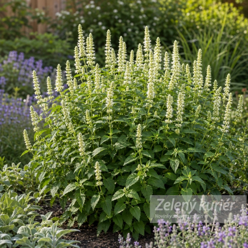Agastache rugosa ´Alabaster´, 1L.