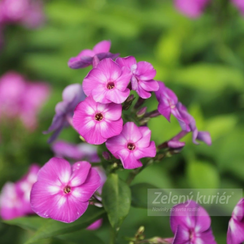 Phlox paniculata ´Laura´ 1L, 80cm
