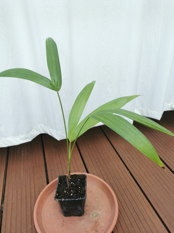 Euterpe oleracea "Pará Dwarf"- Acai, Superber. [K-④]