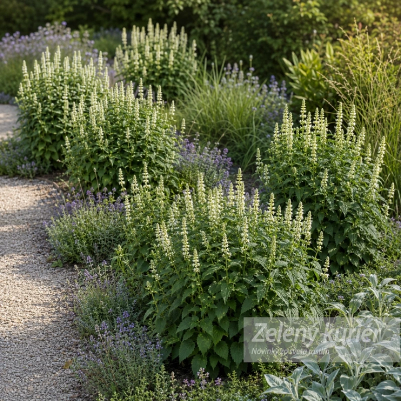 Agastache rugosa ´Alabaster´, 1L. 1