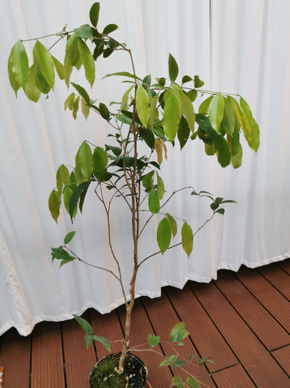 Cambucá (Plinia edulis) veľká rastlina