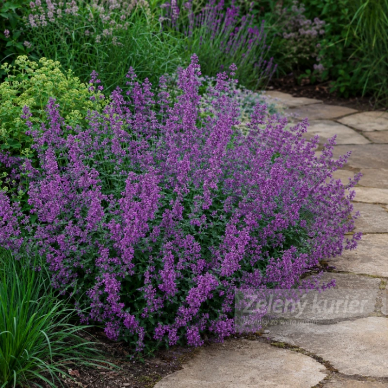 Nepeta x faassenii ´Senior´fialová, 30 cm, K9