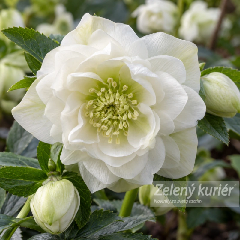 Čemerice, Helleborus Double ellen white