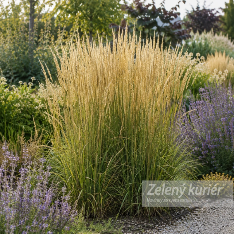Calamagrostis x acutiflora ´Karl Foerster´, K9. [K-④]