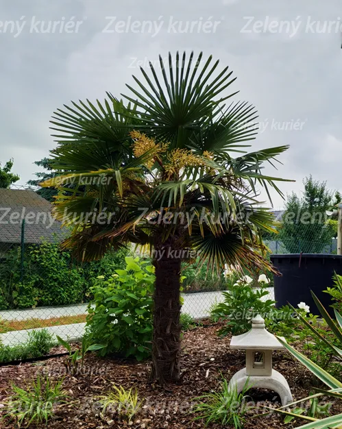Palma konopná (Trachycarpus fortunei) do - 22°C. [K-④]