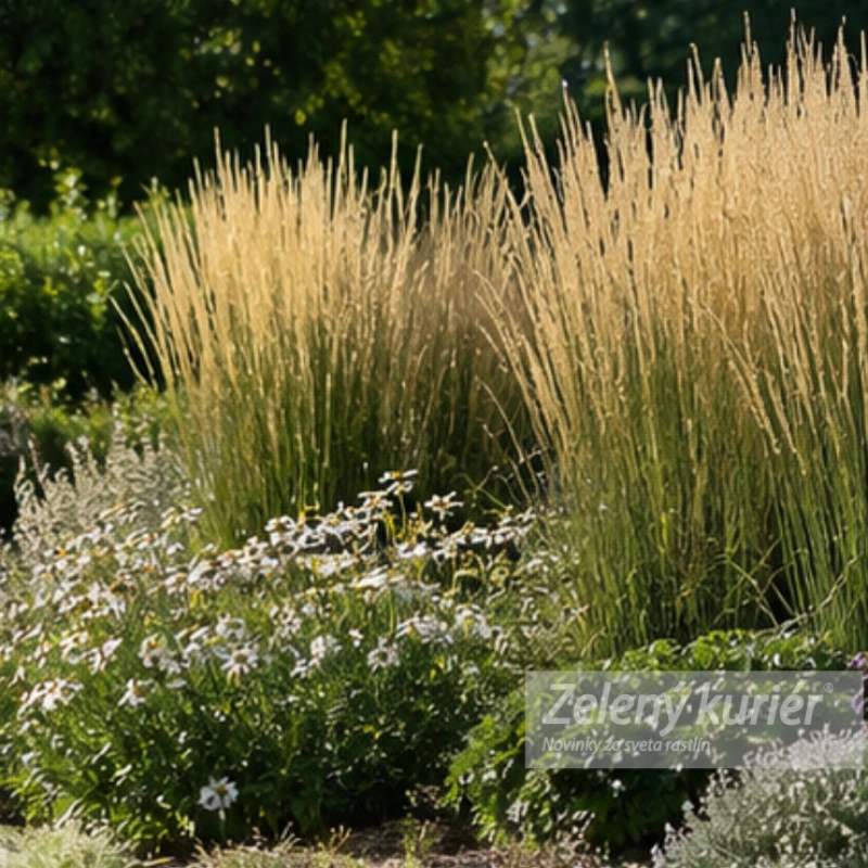 Calamagrostis x acutiflora ´Karl Foerster´, K9. [K-④] 2