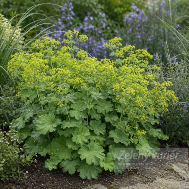 Alchemilla mollis K9 , 40 cm