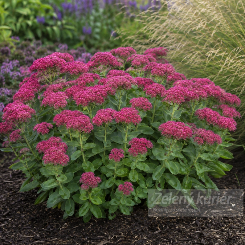 Sedum spectabile ´Brilliant´K9, 40cm 1