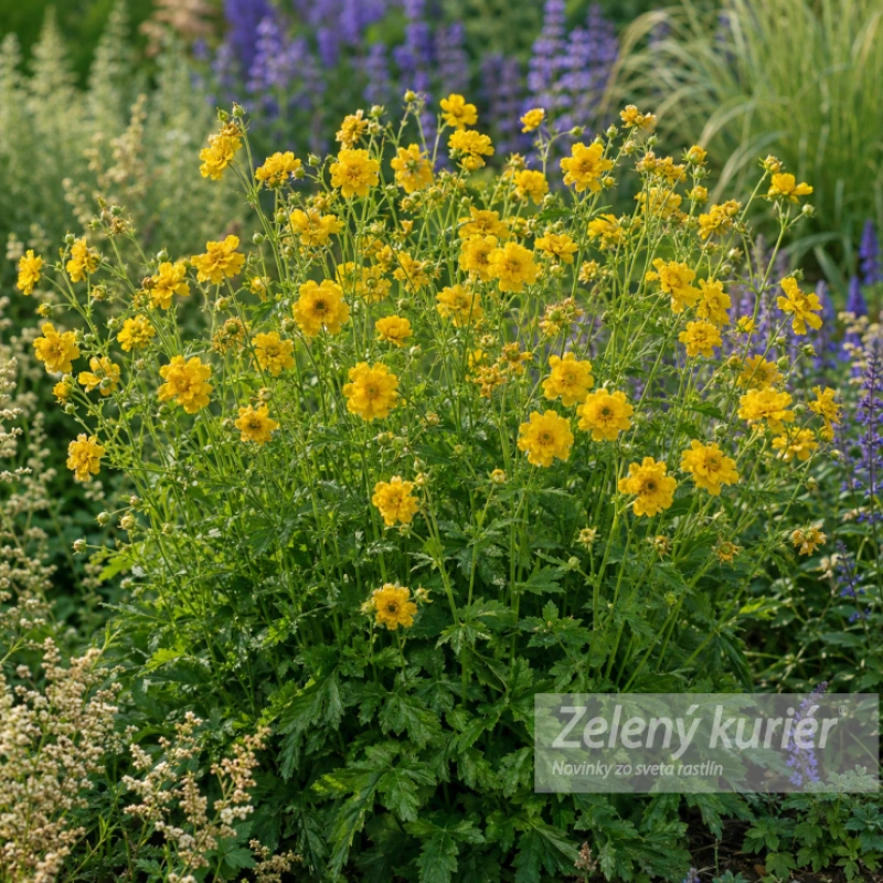 Geum chiloense ´Lady Stratheden´ (Goldball), 1L, 30/60 cm