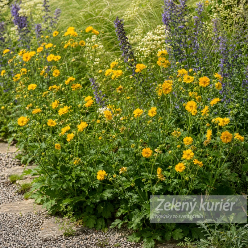 Geum chiloense ´Lady Stratheden´ (Goldball), 1L, 30/60 cm 1
