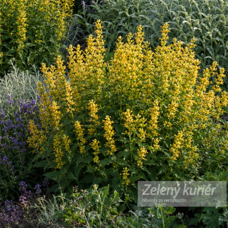 Agastache ´Kudos Yellow´. 1L
