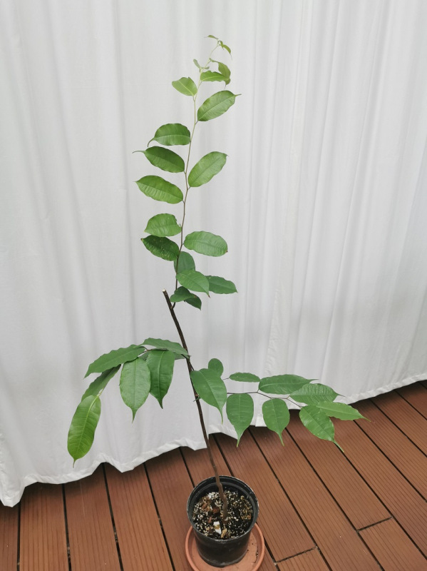 Pralesná Myrcia[K-④]