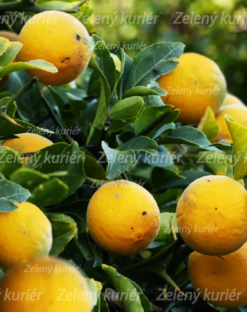 Mrazuvzdorný citrónovní, [K-④]