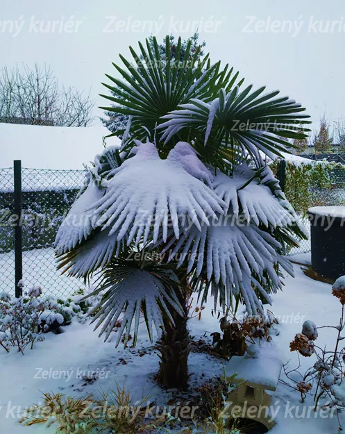 Palma konopná (Trachycarpus fortunei) do - 22°C. [K-④]
