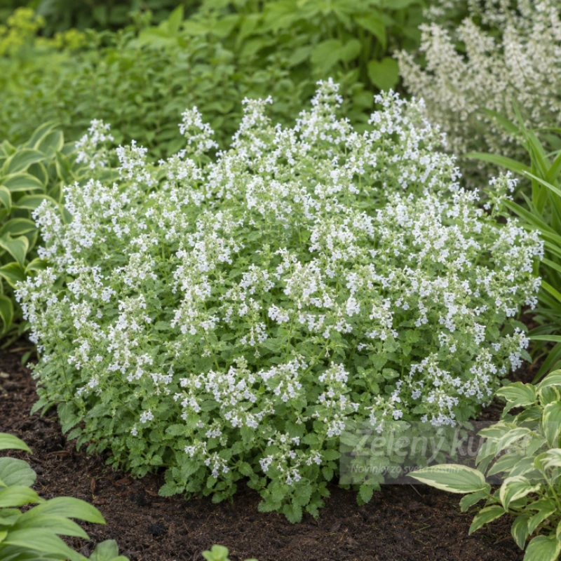 Nepeta x faassenii ´Snowflake´biela, 30 cm, K9